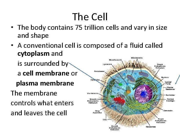 The Cell • The body contains 75 trillion cells and vary in size and
