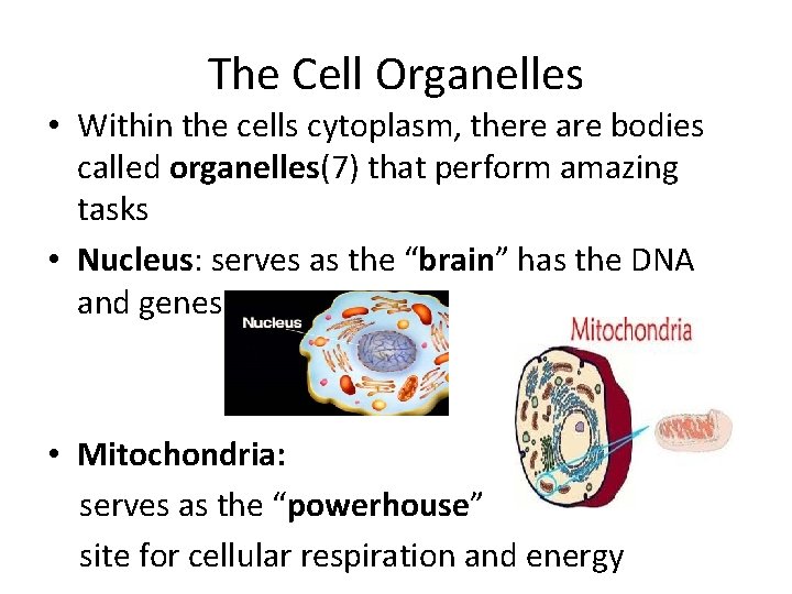 The Cell Organelles • Within the cells cytoplasm, there are bodies called organelles(7) that