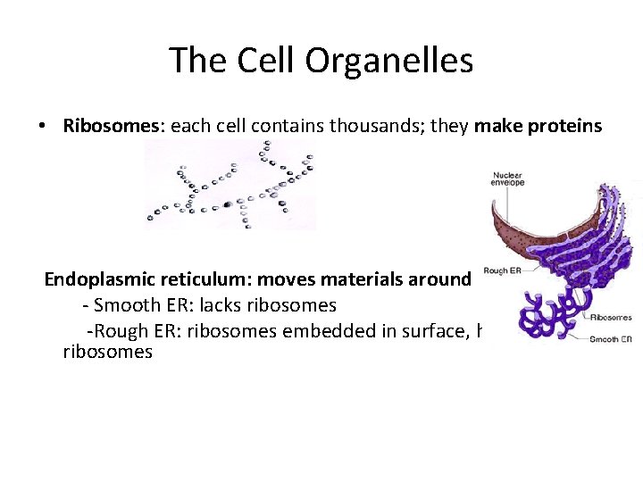 The Cell Organelles • Ribosomes: each cell contains thousands; they make proteins Endoplasmic reticulum: