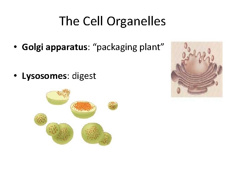 The Cell Organelles • Golgi apparatus: “packaging plant” • Lysosomes: digest 