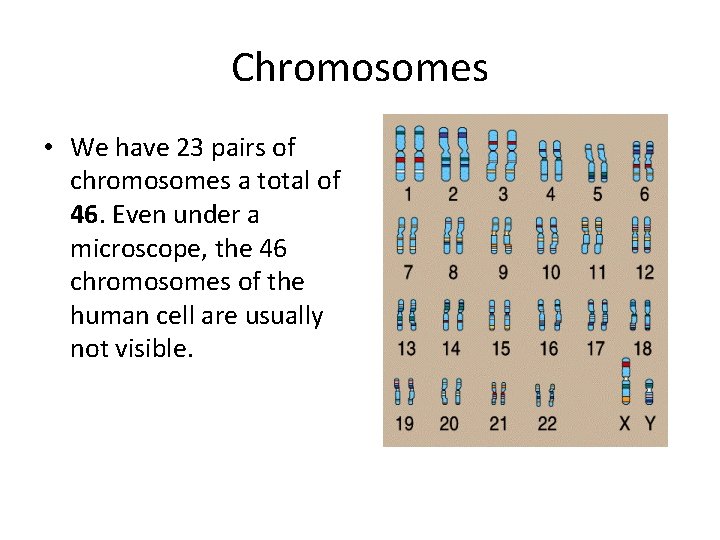 Chromosomes • We have 23 pairs of chromosomes a total of 46. Even under