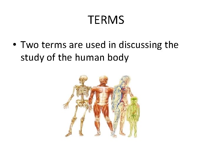 TERMS • Two terms are used in discussing the study of the human body
