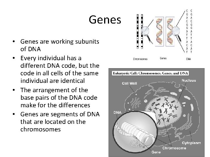 Genes • Genes are working subunits of DNA • Every individual has a different