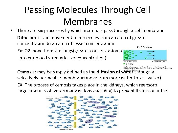 Passing Molecules Through Cell Membranes • There are six processes by which materials pass