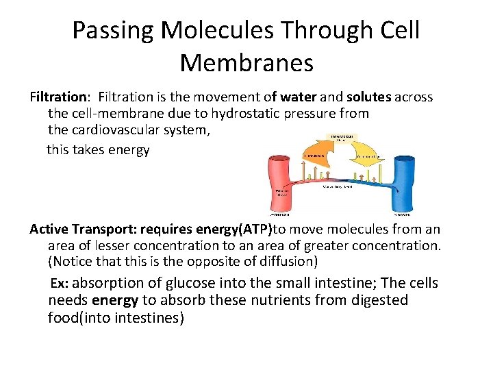 Passing Molecules Through Cell Membranes Filtration: Filtration is the movement of water and solutes