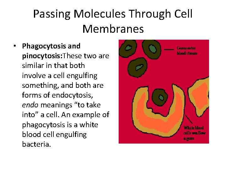 Passing Molecules Through Cell Membranes • Phagocytosis and pinocytosis: These two are similar in