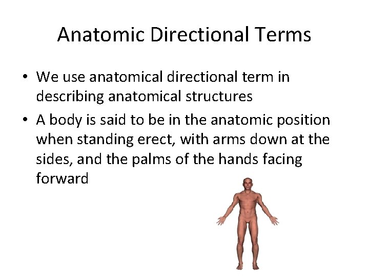 Anatomic Directional Terms • We use anatomical directional term in describing anatomical structures •