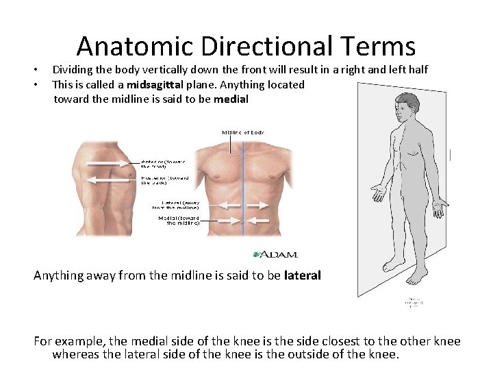  • • Anatomic Directional Terms Dividing the body vertically down the front will