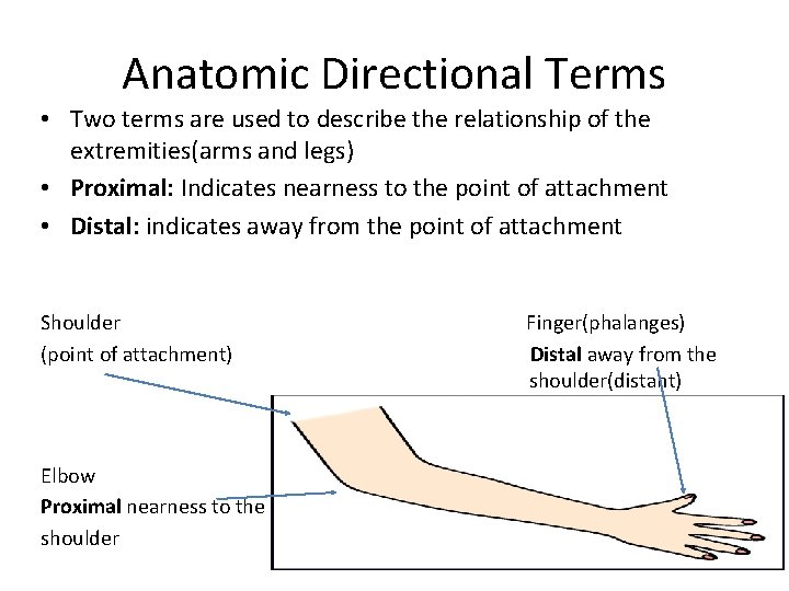 Anatomic Directional Terms • Two terms are used to describe the relationship of the