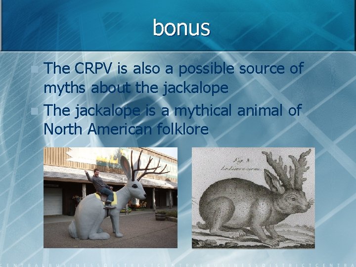 bonus The CRPV is also a possible source of myths about the jackalope n