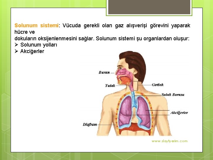 Solunum sistemi: Vücuda gerekli olan gaz alışverişi görevini yaparak hücre ve dokuların oksijenlenmesini sağlar.