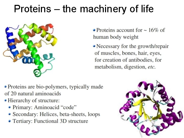 Proteins – the machinery of life 