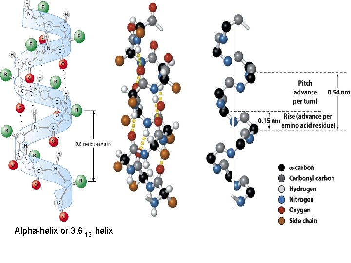 Alpha-helix or 3. 6 13 helix 