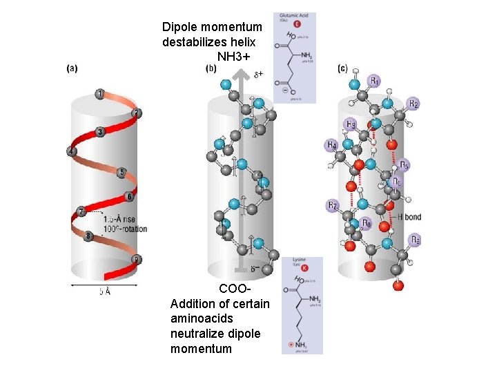 Dipole momentum destabilizes helix NH 3+ COOAddition of certain aminoacids neutralize dipole momentum 