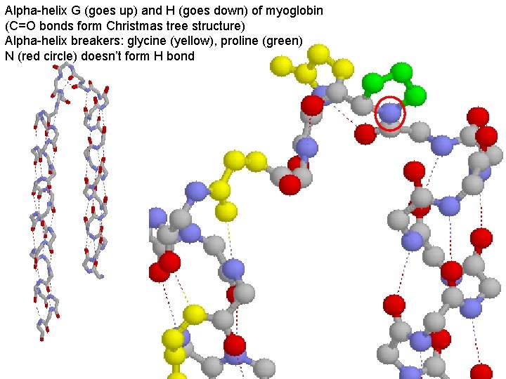 Alpha-helix G (goes up) and H (goes down) of myoglobin (C=O bonds form Christmas