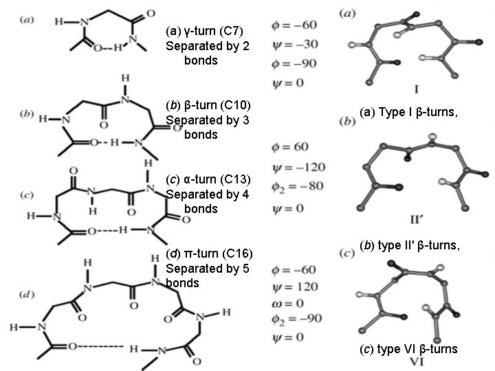 (a) γ-turn (C 7) Separated by 2 bonds (b) β-turn (C 10) Separated by