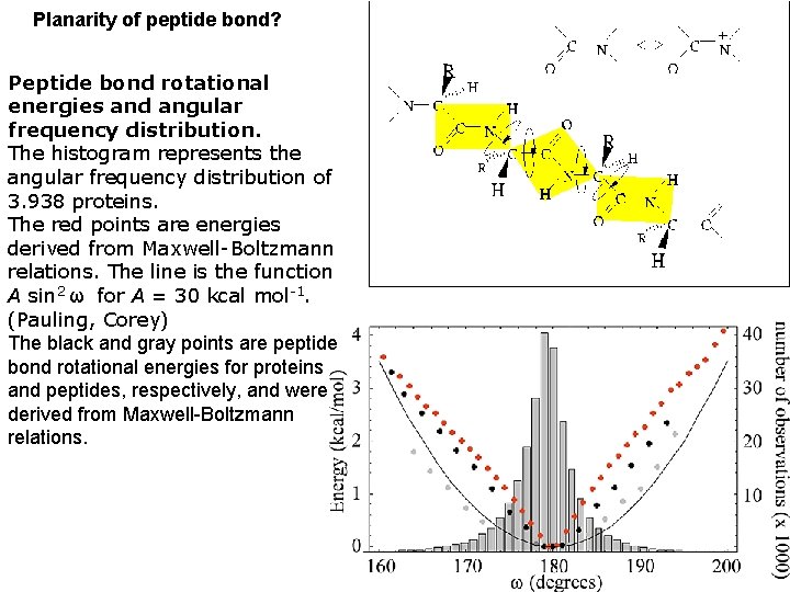 Planarity of peptide bond? Peptide bond rotational energies and angular frequency distribution. The histogram