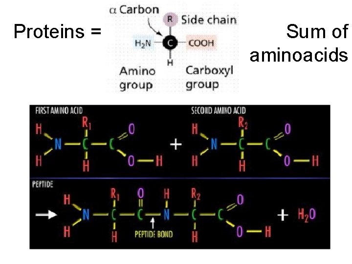 Proteins = Sum of aminoacids 