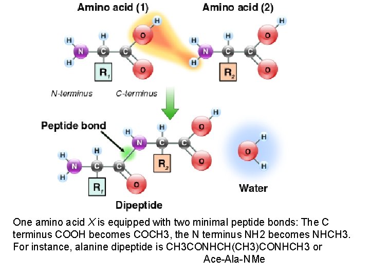 One amino acid X is equipped with two minimal peptide bonds: The C terminus