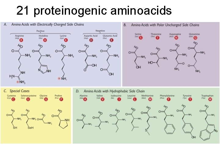 21 proteinogenic aminoacids 