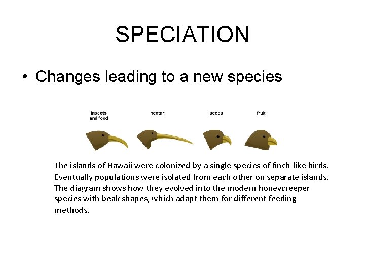SPECIATION • Changes leading to a new species The islands of Hawaii were colonized