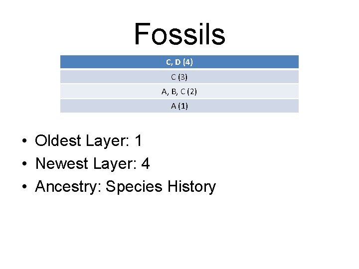 Fossils C, D (4) C (3) A, B, C (2) A (1) • Oldest