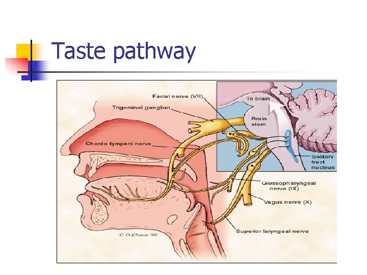 Taste pathway 