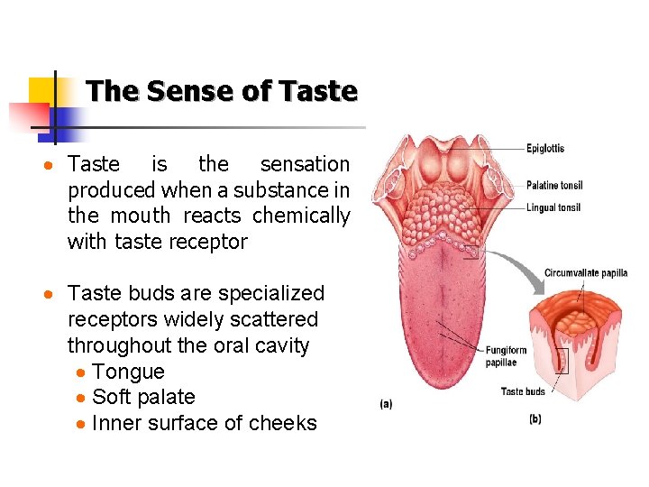 The Sense of Taste · Taste is the sensation produced when a substance in