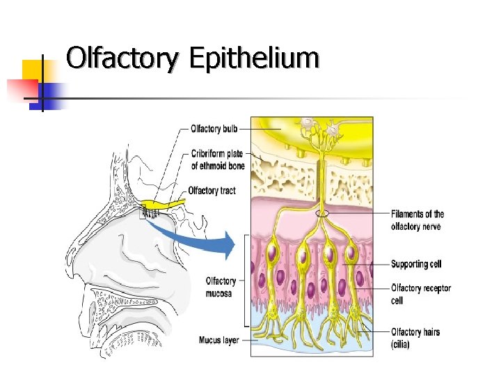 Olfactory Epithelium 