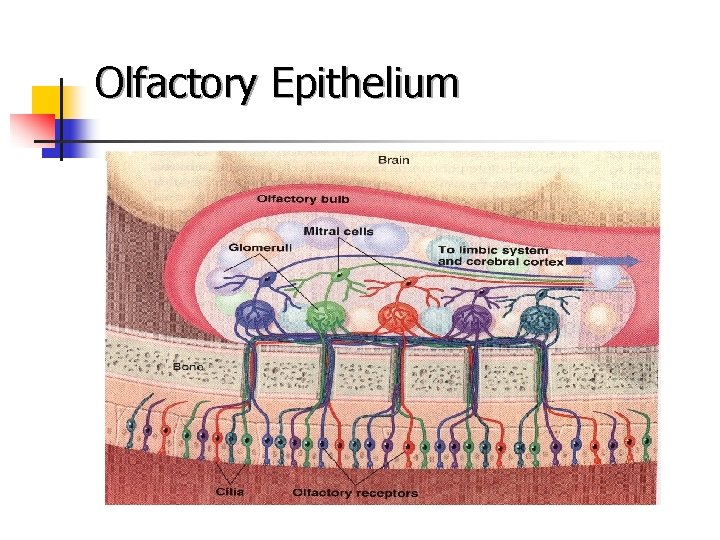 Olfactory Epithelium 