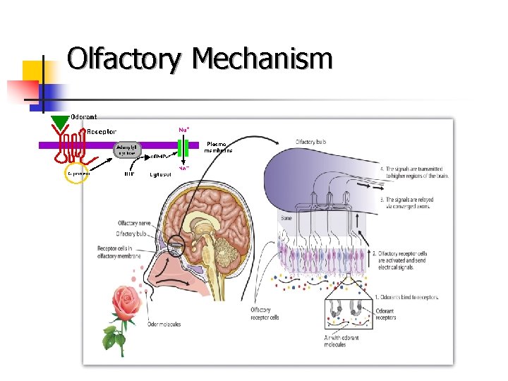 Olfactory Mechanism 