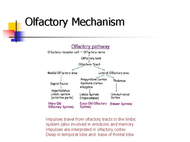Olfactory Mechanism Impulses travel from olfactory tracts to the limbic system (also involved in
