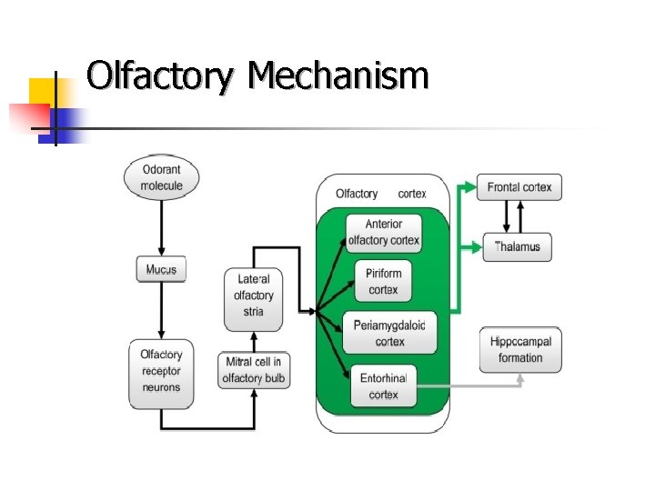 Olfactory Mechanism 