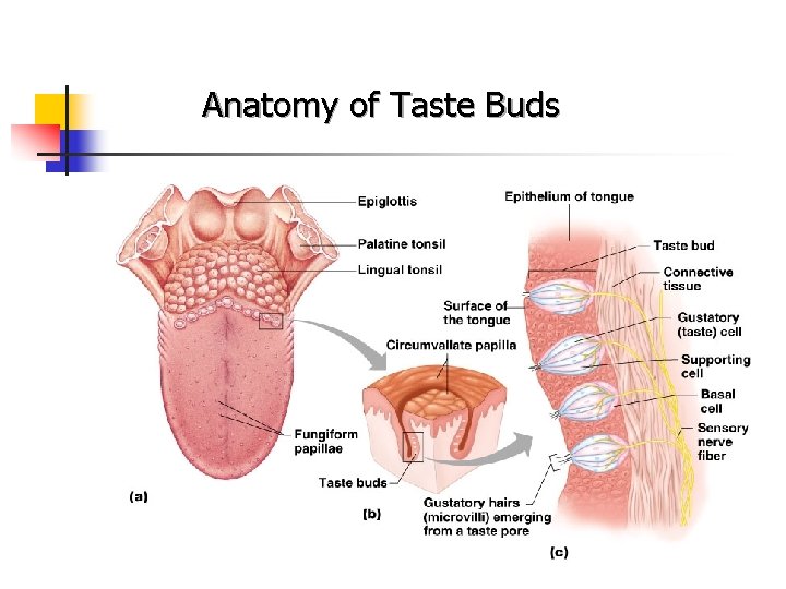 Anatomy of Taste Buds 