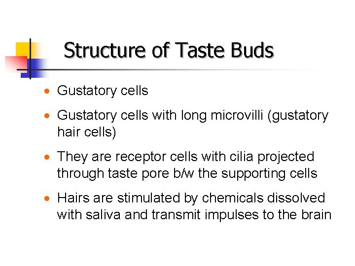 Structure of Taste Buds · Gustatory cells with long microvilli (gustatory hair cells) ·