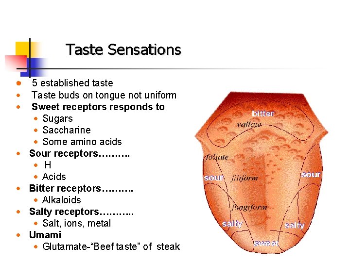 Taste Sensations · 5 established taste · · · Taste buds on tongue not