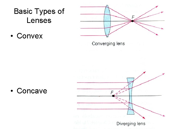 Basic Types of Lenses • Convex • Concave 