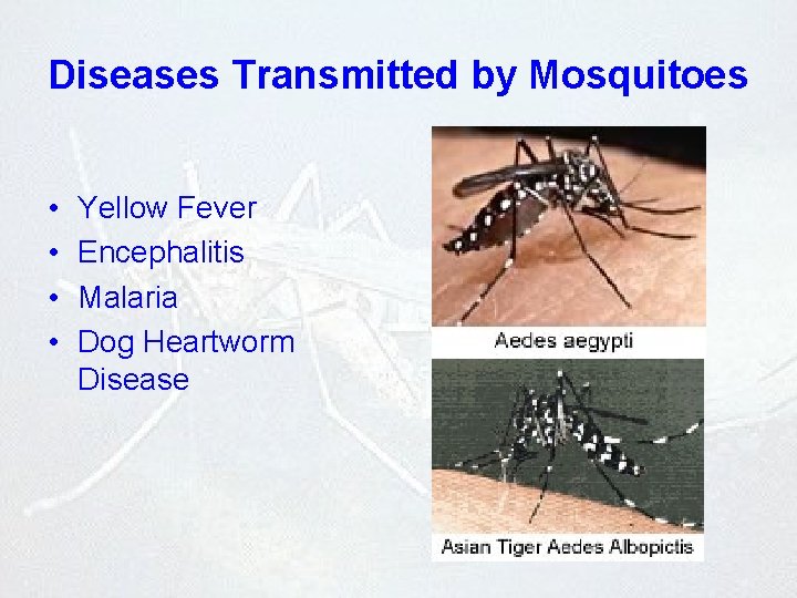 Diseases Transmitted by Mosquitoes • • Yellow Fever Encephalitis Malaria Dog Heartworm Disease 