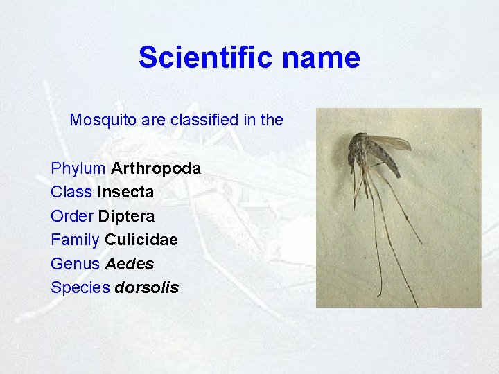 Scientific name Mosquito are classified in the Phylum Arthropoda Class Insecta Order Diptera Family