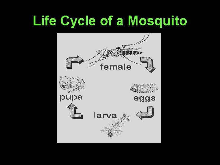 Life Cycle of a Mosquito 