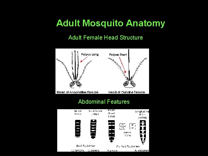 Adult Mosquito Anatomy Adult Female Head Structure Abdominal Features 