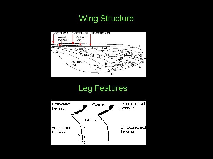 Wing Structure Leg Features 