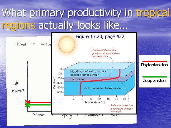 What primary productivity in tropical regions actually looks like… Figure 13. 20, page 422