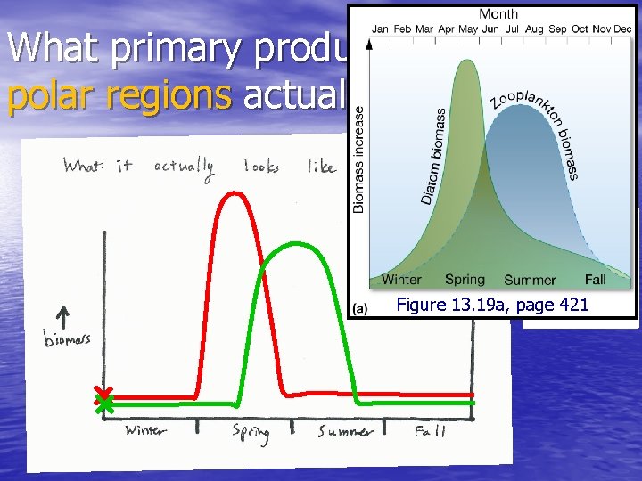 What primary productivity in polar regions actually looks like… Phytoplankton Zooplankton Figure 13. 19