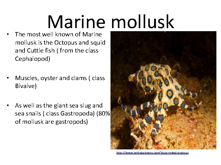 Marine mollusk • The most well known of Marine mollusk is the Octopus and