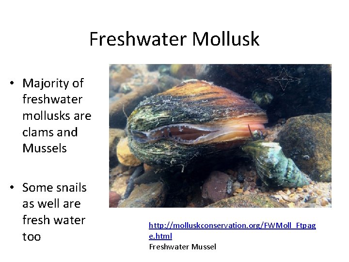 Freshwater Mollusk • Majority of freshwater mollusks are clams and Mussels • Some snails