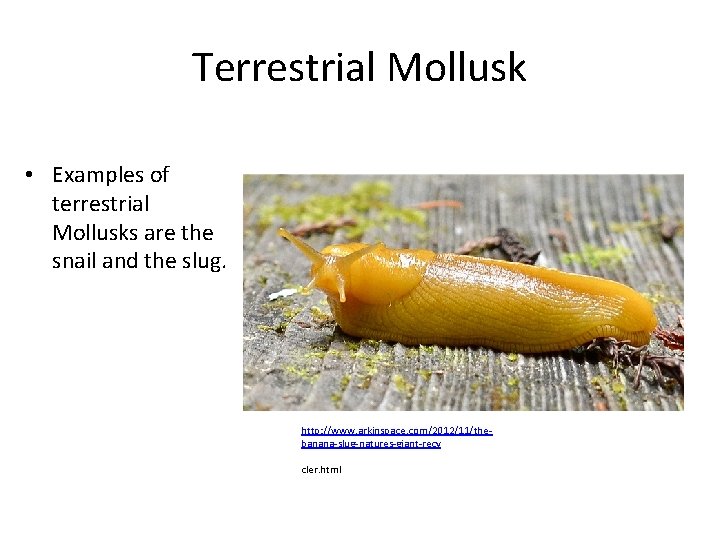Terrestrial Mollusk • Examples of terrestrial Mollusks are the snail and the slug. http: