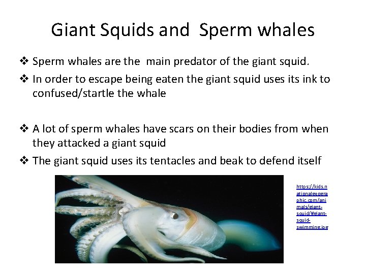 Giant Squids and Sperm whales v Sperm whales are the main predator of the