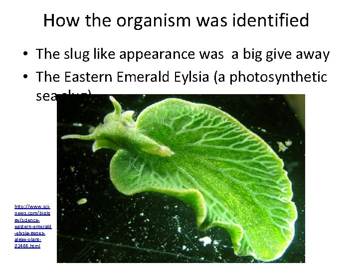 How the organism was identified • The slug like appearance was a big give