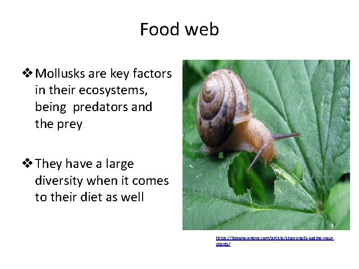 Food web v Mollusks are key factors in their ecosystems, being predators and the